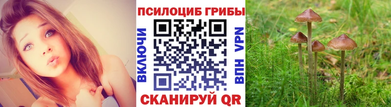 Псилоцибиновые грибы Psilocybine cubensis  Апатиты 
